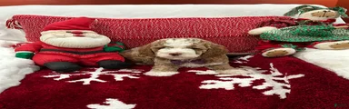 Petite Tuxedo Mini Goldendoodle Charlie