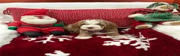Mini Goldendoodle dogs for sale: Petite Tuxedo Mini Goldendoodle Charlie - Ad 1
