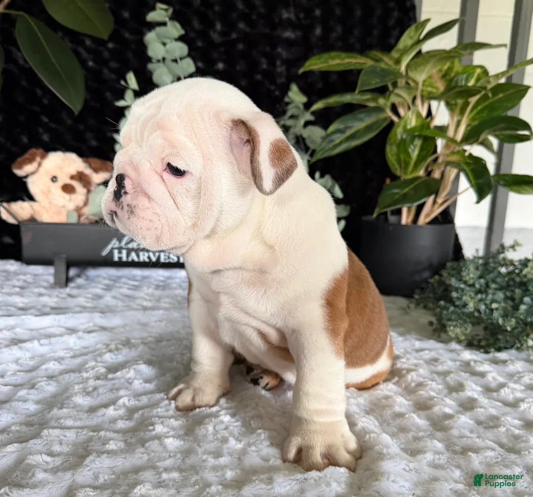 English Bulldog dogs for sale: Theo - Ad 4