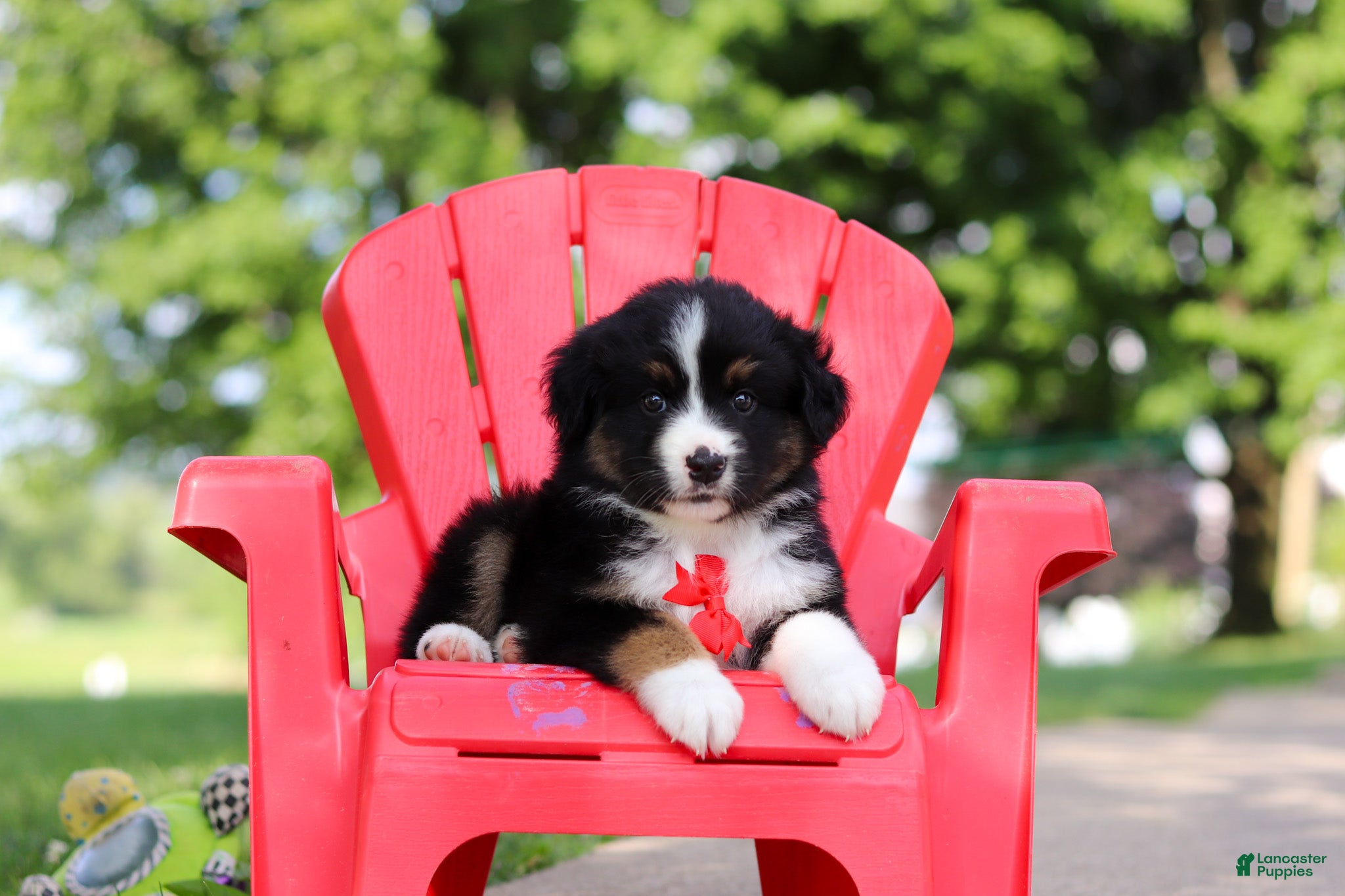 Miniature Australian Shepherd dogs for sale: Roamer - Ad 4