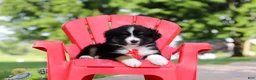 Miniature Australian Shepherd dogs for sale: Roamer - Ad 1