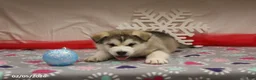 Alaskan Malamute dogs for sale: Kodiak - Ad 4