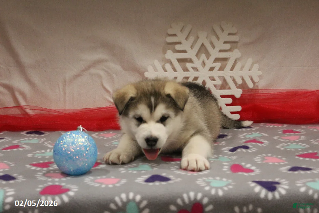 Alaskan Malamute dogs for sale: Kodiak - Ad 4