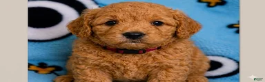 Mini Goldendoodle Puppy 4