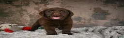 Labrador Retriever dogs for sale: Gunner - Ad 1