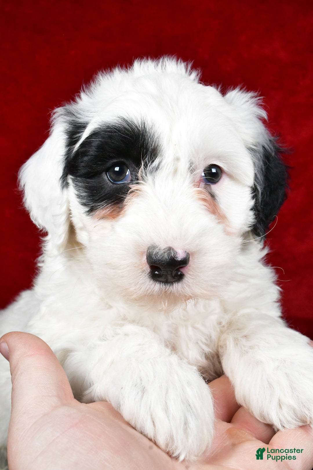 Mixed Breed dogs for sale: Sarah - Ad 11