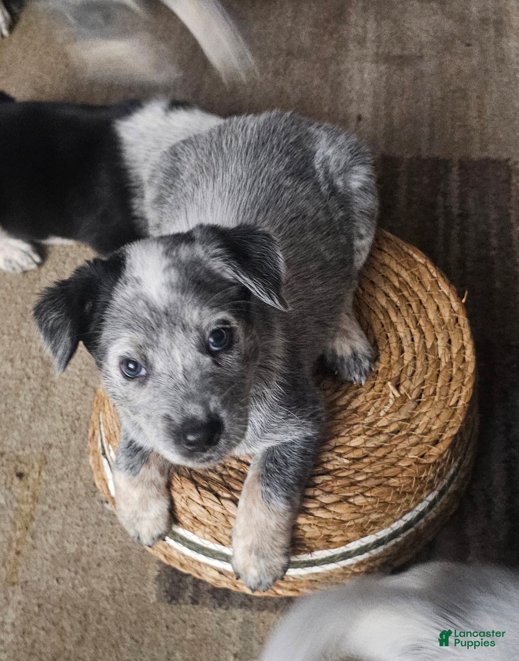 Mixed Breed dogs Mixed Breed Puppy 7 - Ad 39
