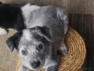 Mixed Breed dogs Mixed Breed Puppy 7 - Ad 39