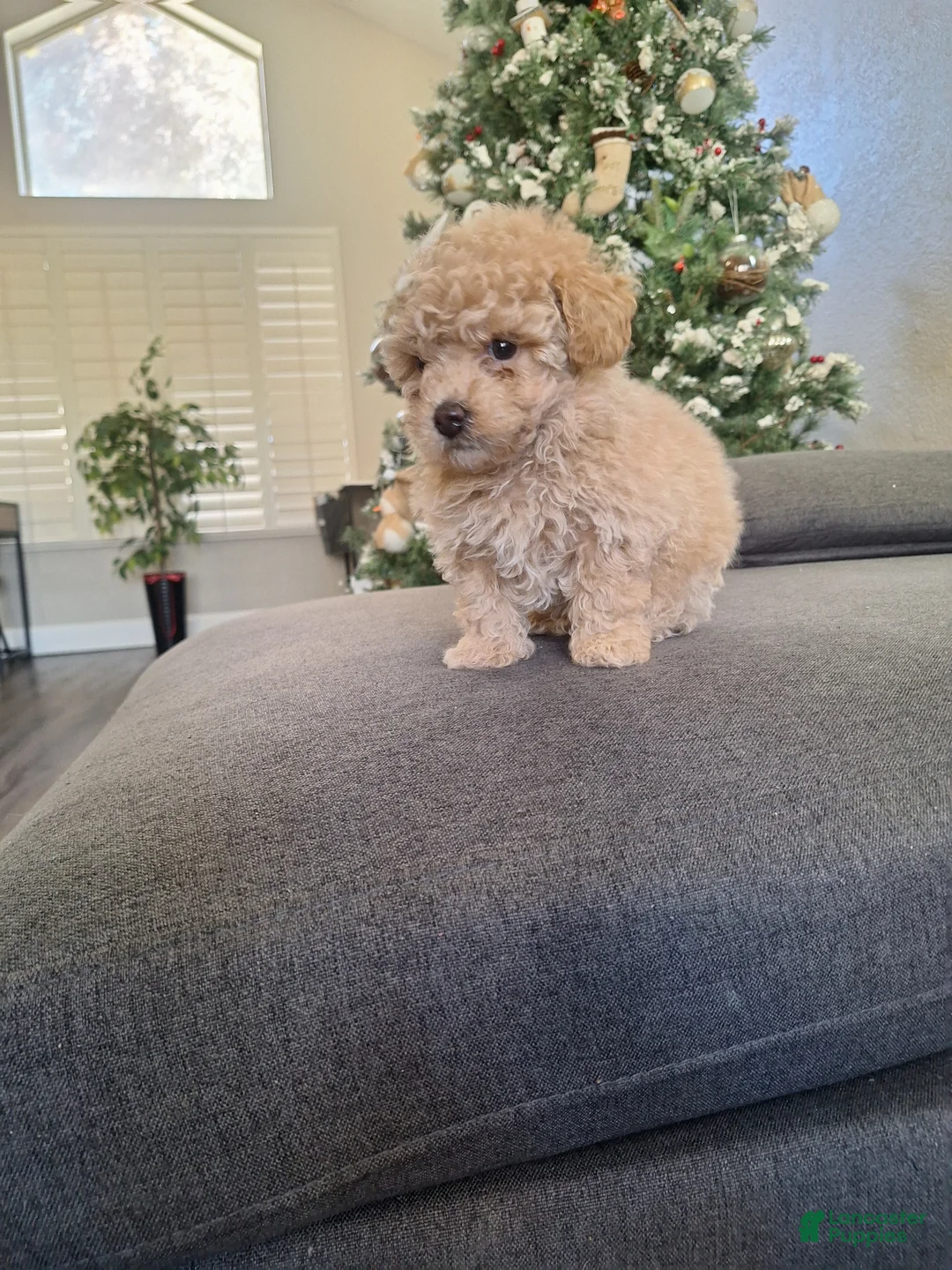 Toy Poodle dogs for sale: El Guero - Ad 2