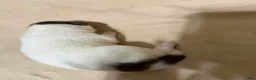 Mixed Breed dogs for sale: Rosie  - Ad 5