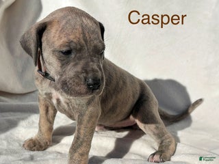 Great Dane dogs - Ad 36