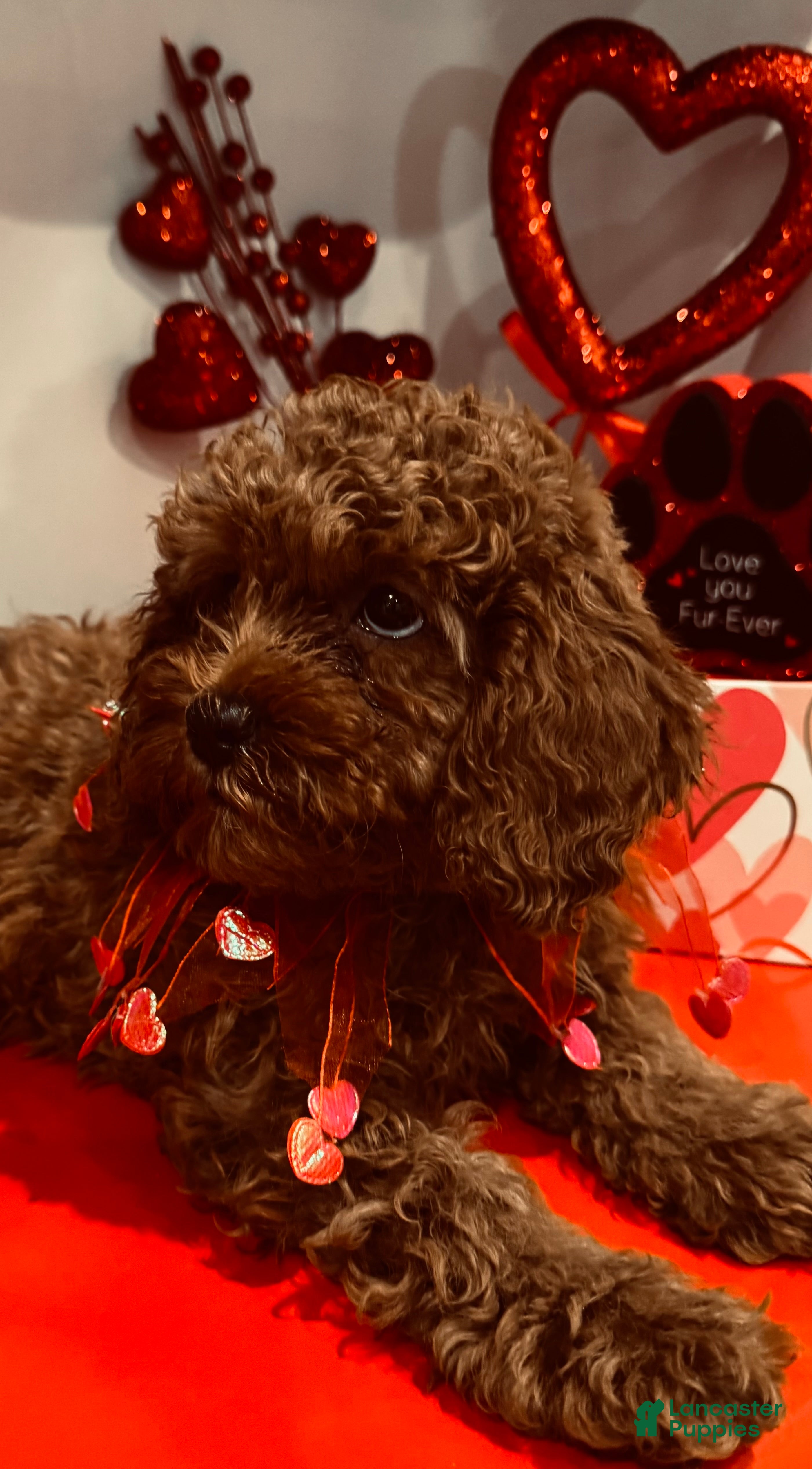 Cavapoo dogs Cavapoo Porky - Ad 20