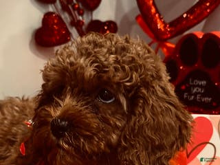 Cavapoo dogs Cavapoo Porky - Ad 1