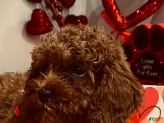 Cavapoo dogs Cavapoo Porky - Ad 1