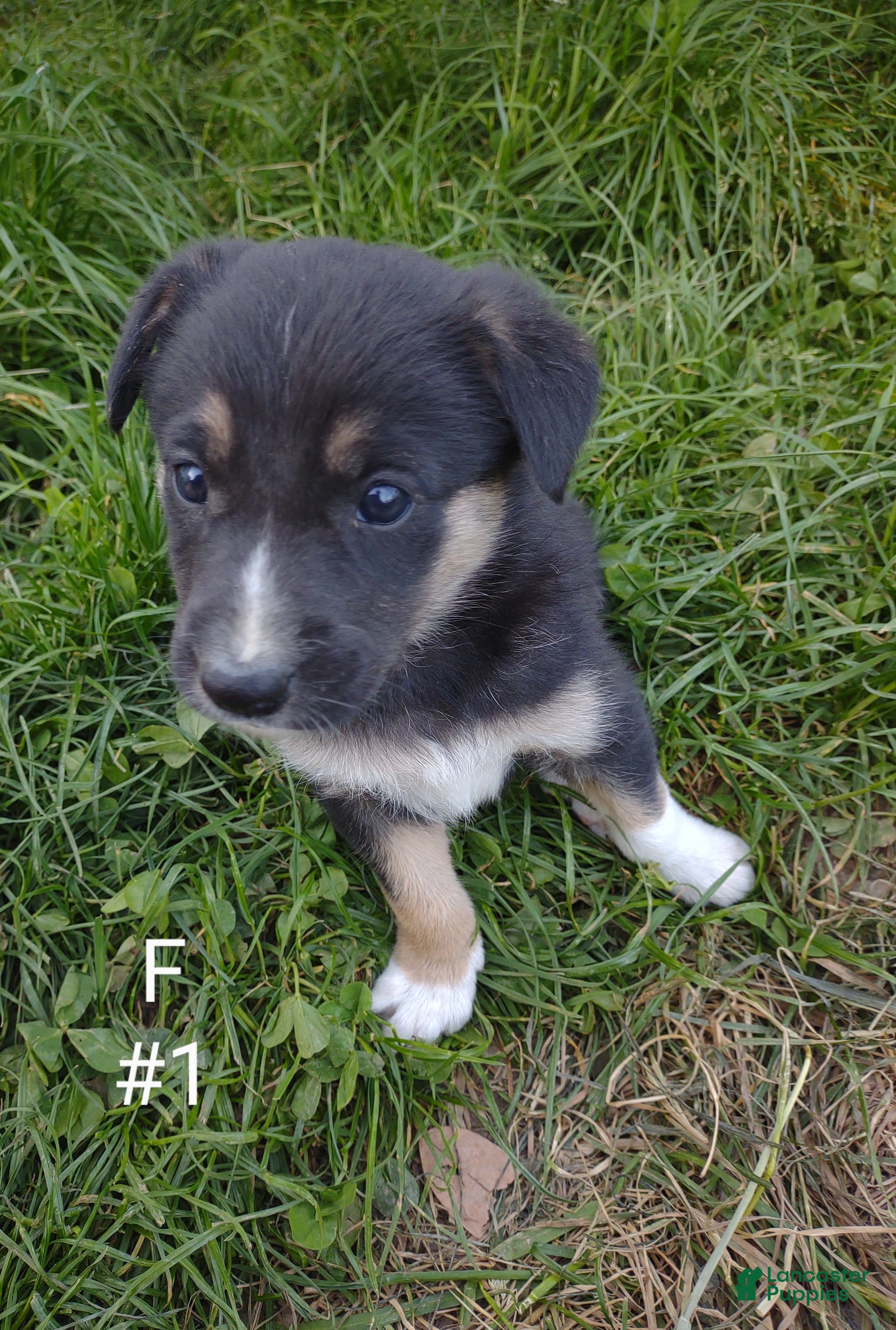 Border Collie dogs Border Collie Puppy 6 - Ad 41