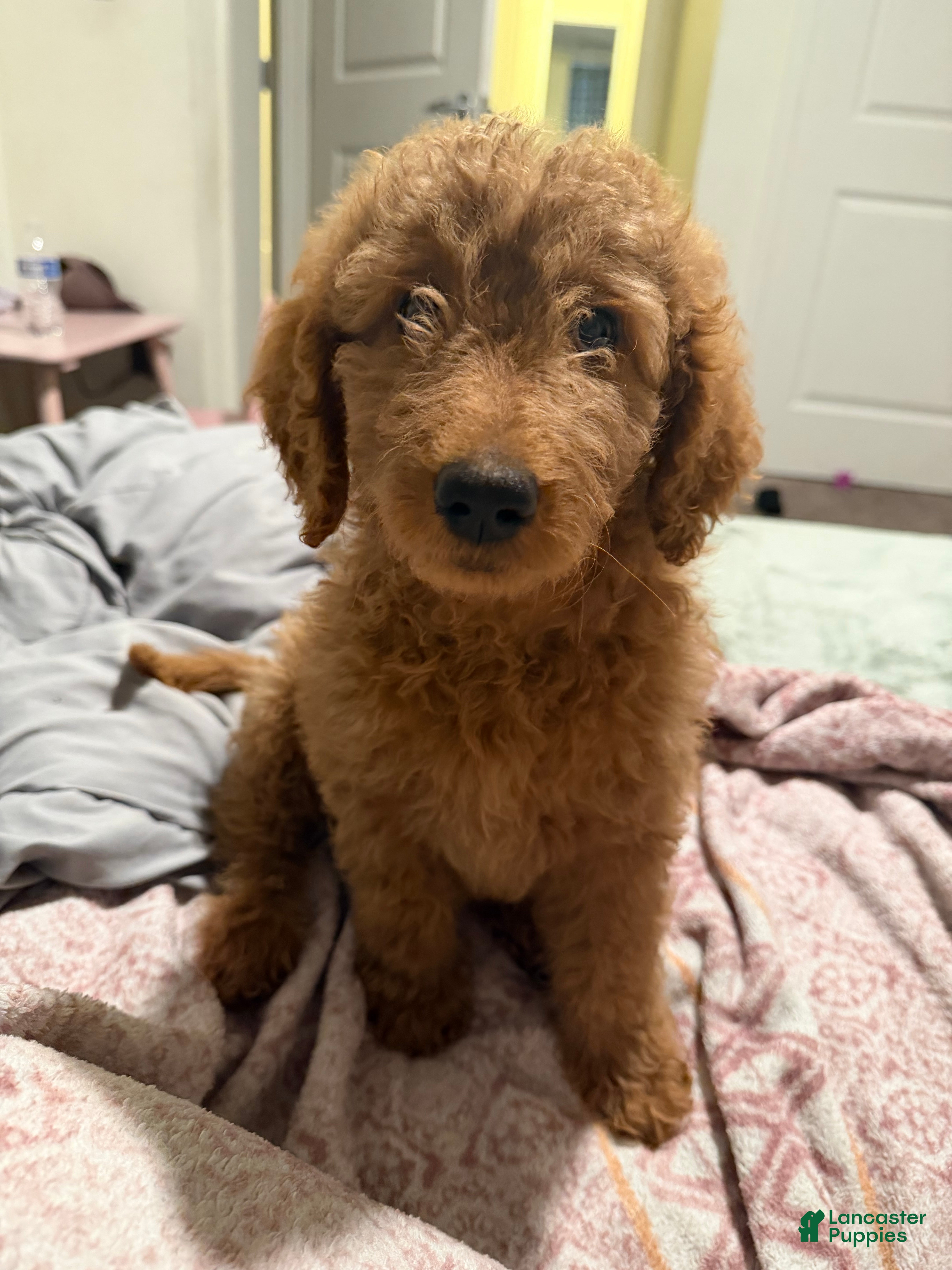 Goldendoodle dogs Goldendoodle Puppy 2 - Ad 14