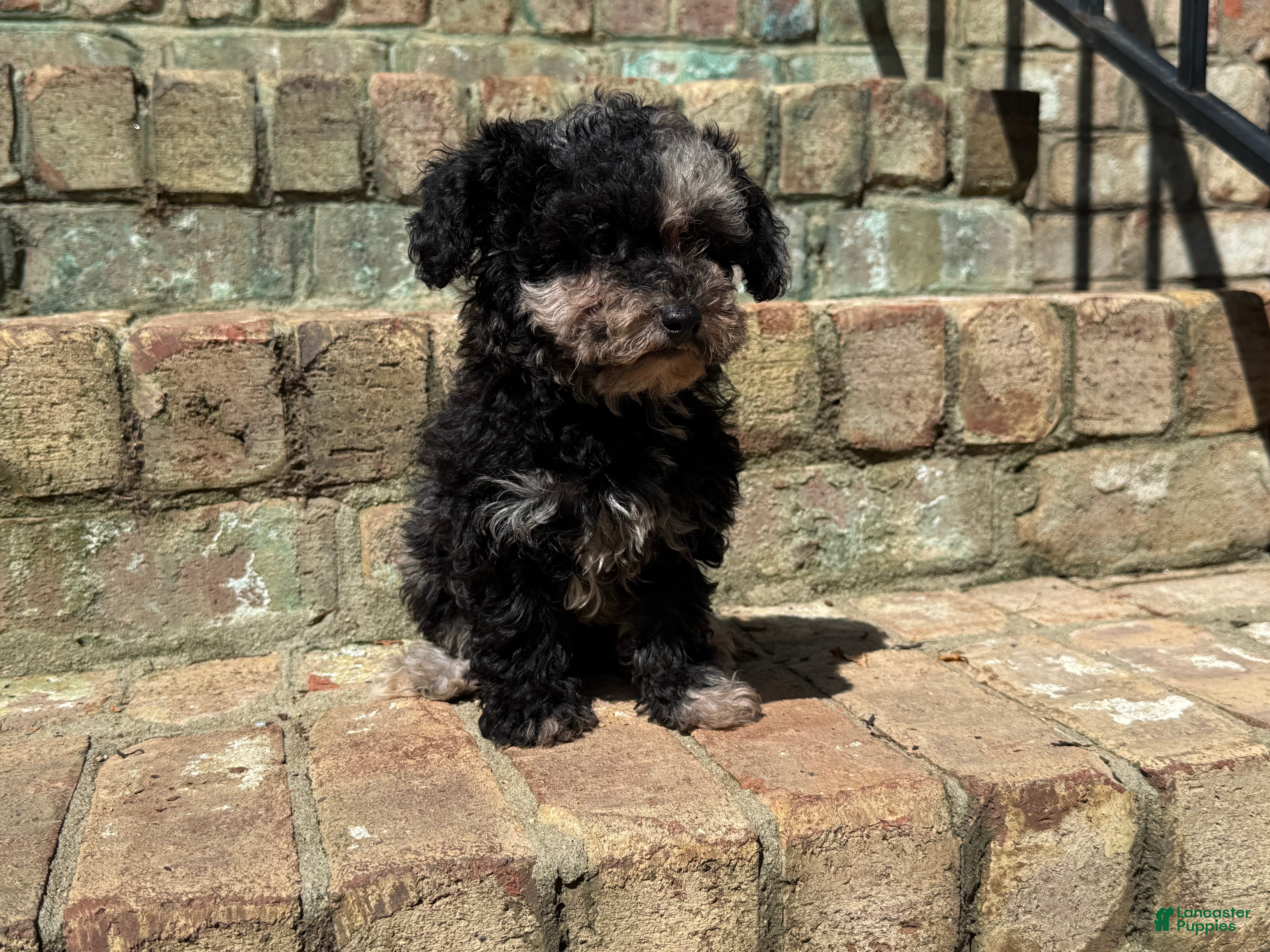 Miniature Poodle dogs for sale: Latte - Ad 12