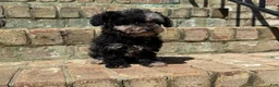 Miniature Poodle dogs for sale: Latte - Ad 1