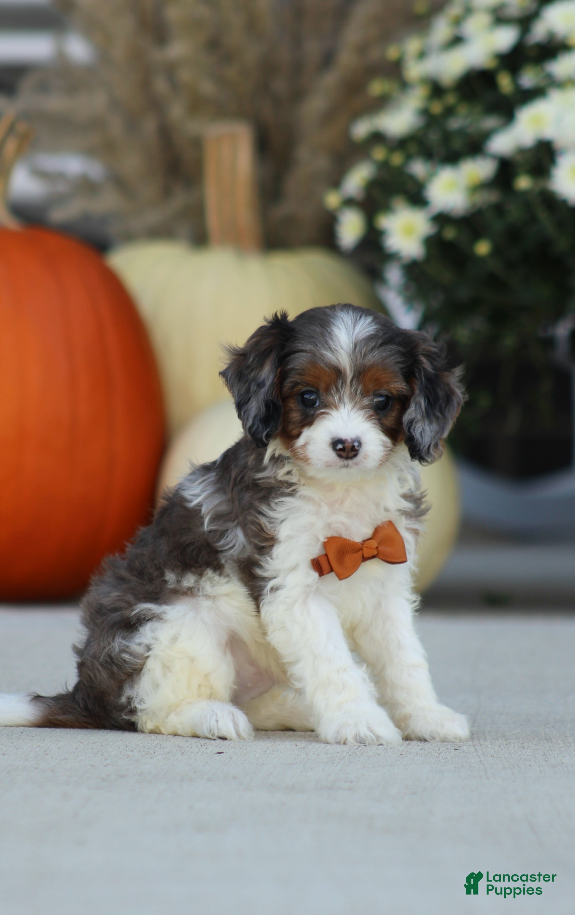 Cavapoo dogs Jace - Ad 1