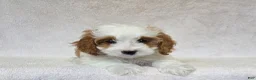 Cavapoo dogs for sale: Marshmallow - Ad 5