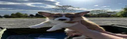 Welsh Corgi Pembroke dogs for sale: Male Welsh Corgi Pembroke Puppy - Cream/Tri - Ad 1