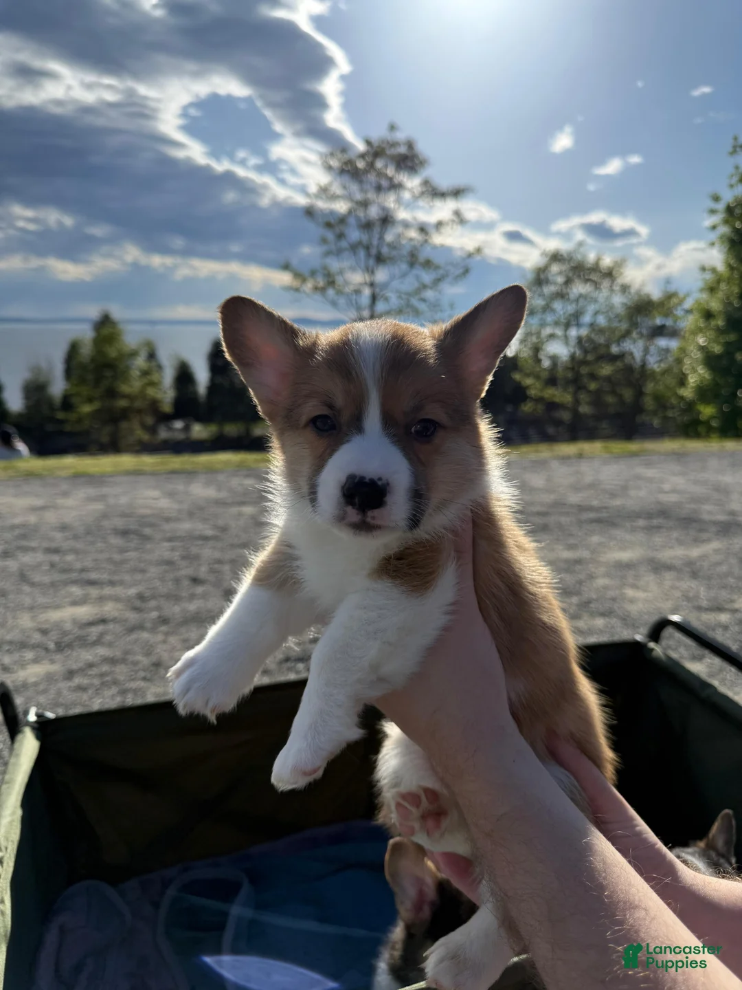 Welsh Corgi Pembroke dogs for sale: Male Welsh Corgi Pembroke Puppy - Cream/Tri - Ad 1