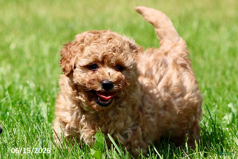 Shihpoo dogs Tinsel - Ad 2