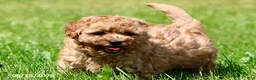 Shihpoo dogs for sale: Tinsel - Ad 2