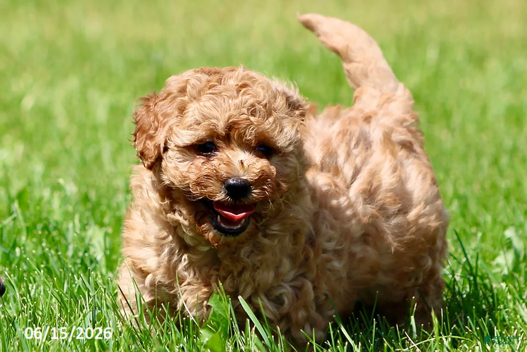 Shihpoo dogs for sale: Tinsel - Ad 2