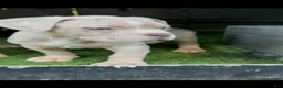 American Bully dogs for sale: American Bully 2 - Ad 3
