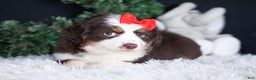 Miniature Australian Shepherd dogs for sale: SALLY - Ad 8