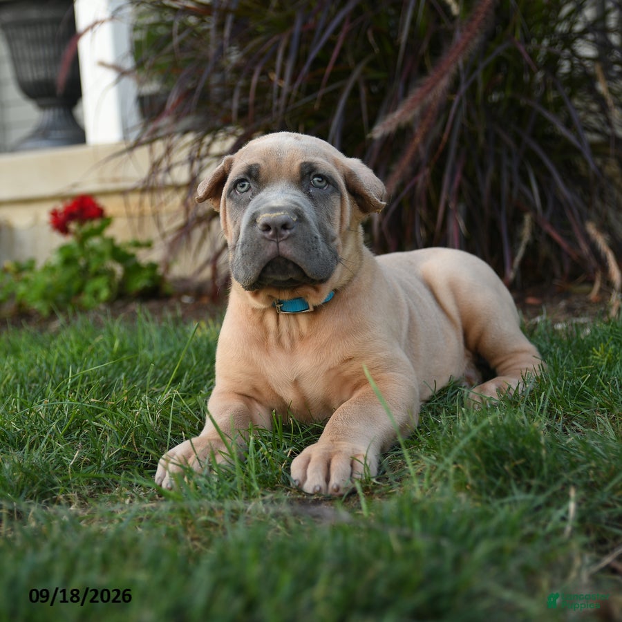 Cane Corso dogs Quirk - Ad 2