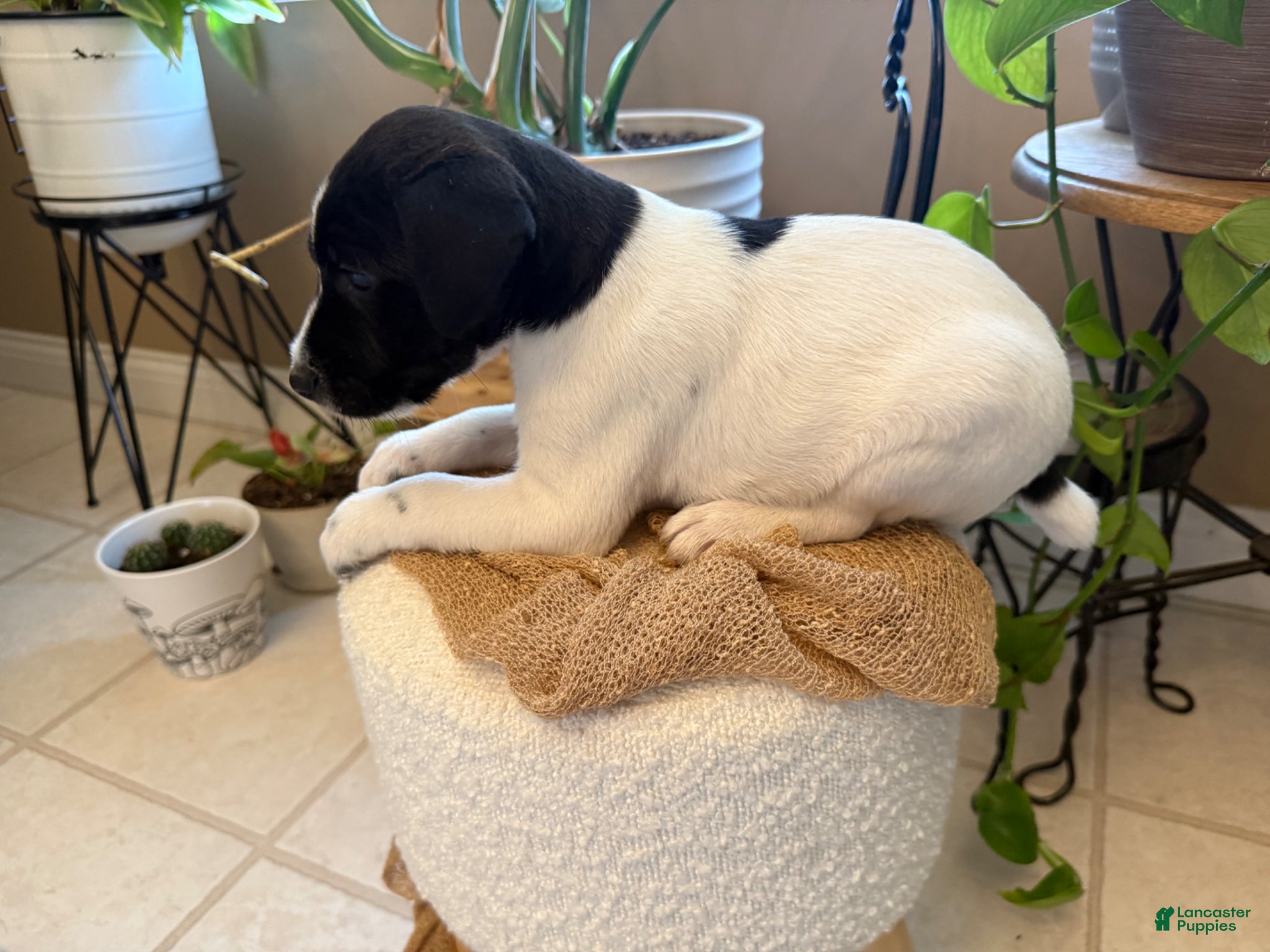 Jack Russell Terrier dogs Jrtca Rocky  - Ad 2