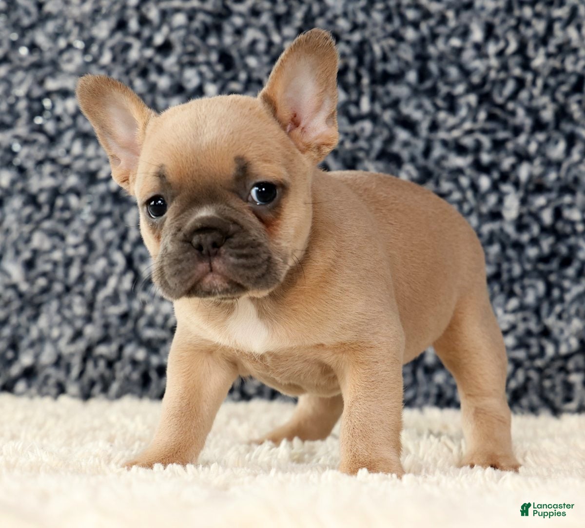 French Bulldog dogs Bella - Ad 1