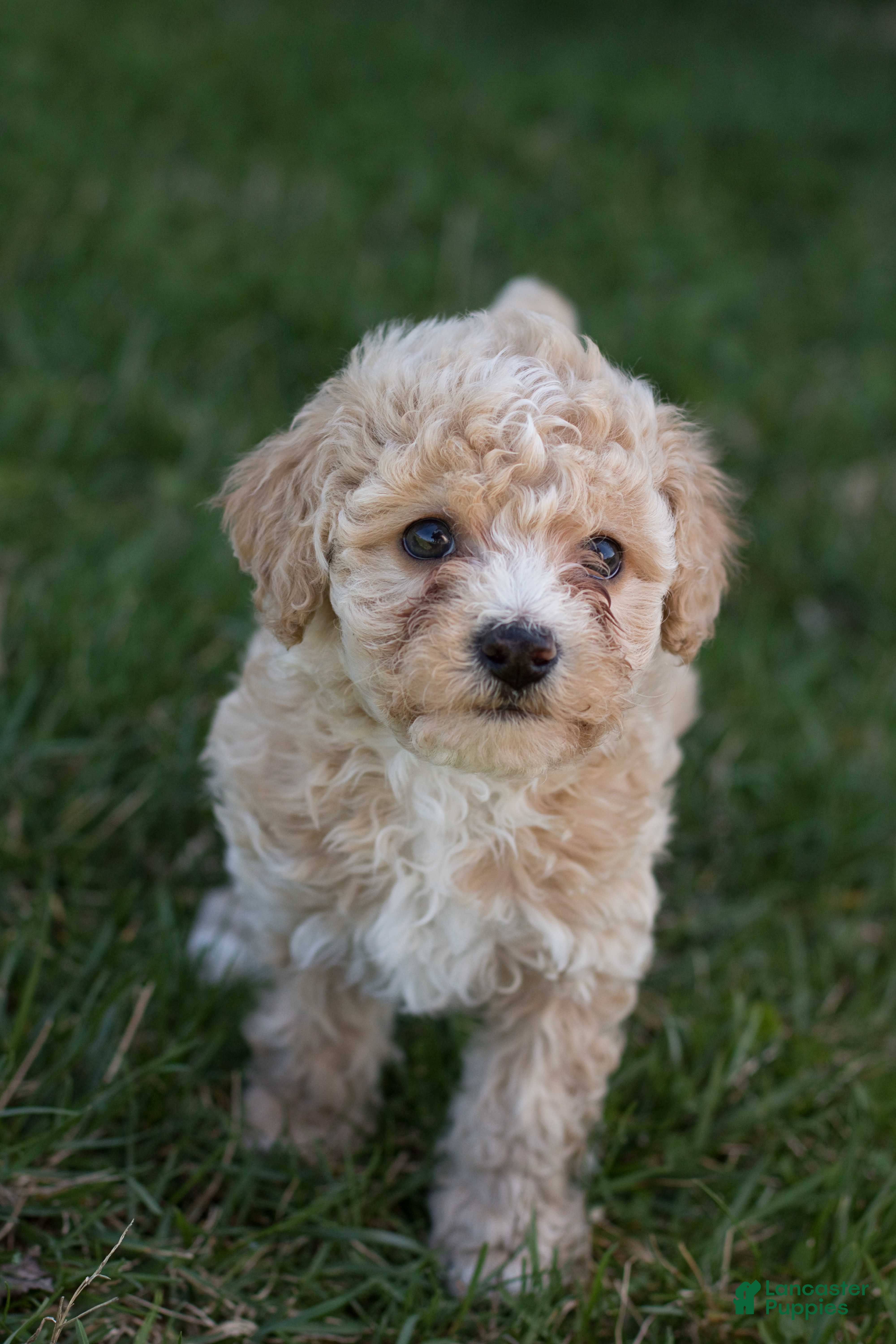 Bichpoo dogs Ruby - Ad 1