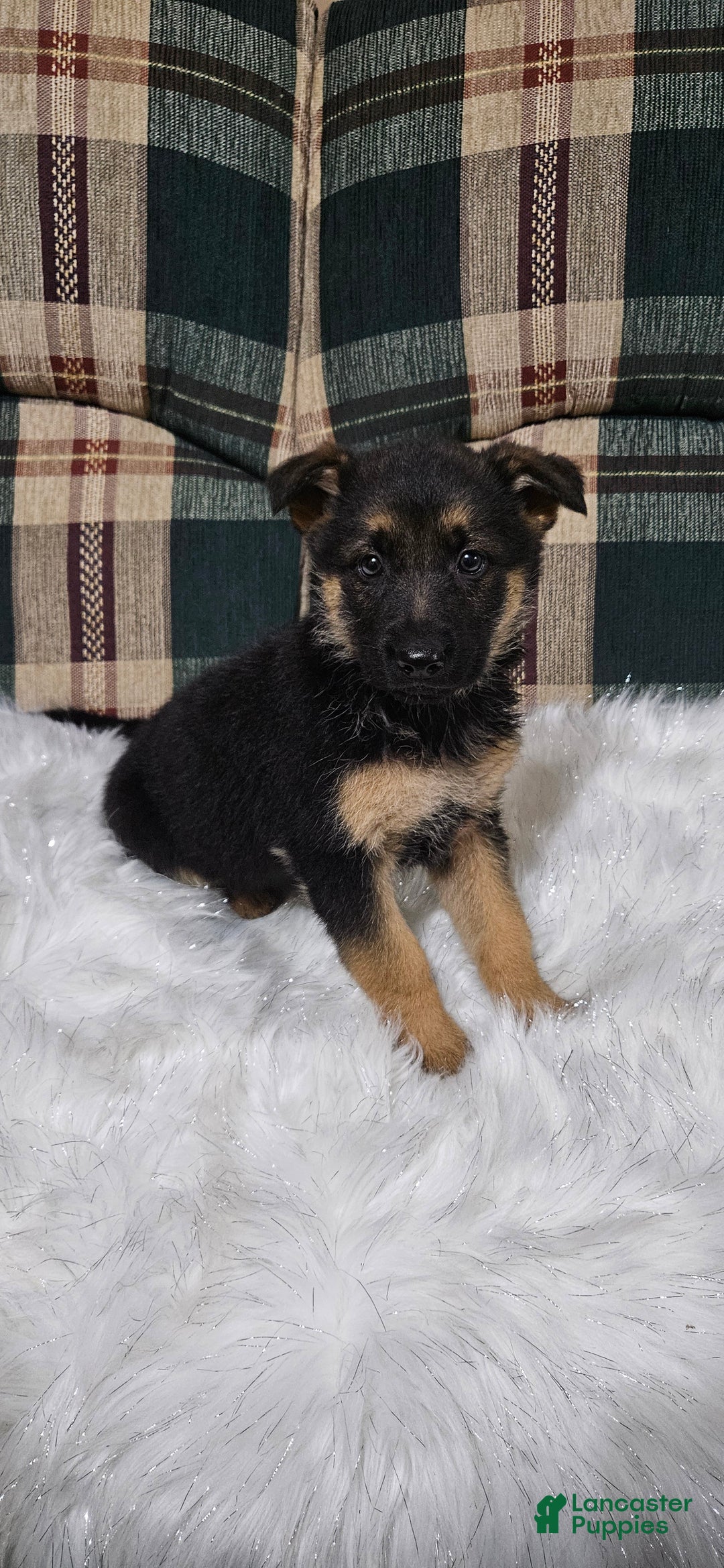 German Shepherd dogs for sale: Bella - Ad 7