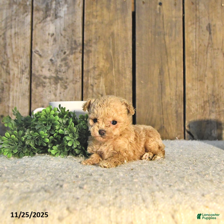 Toy Poodle dogs Liam EXTRA SMALL - Ad 37