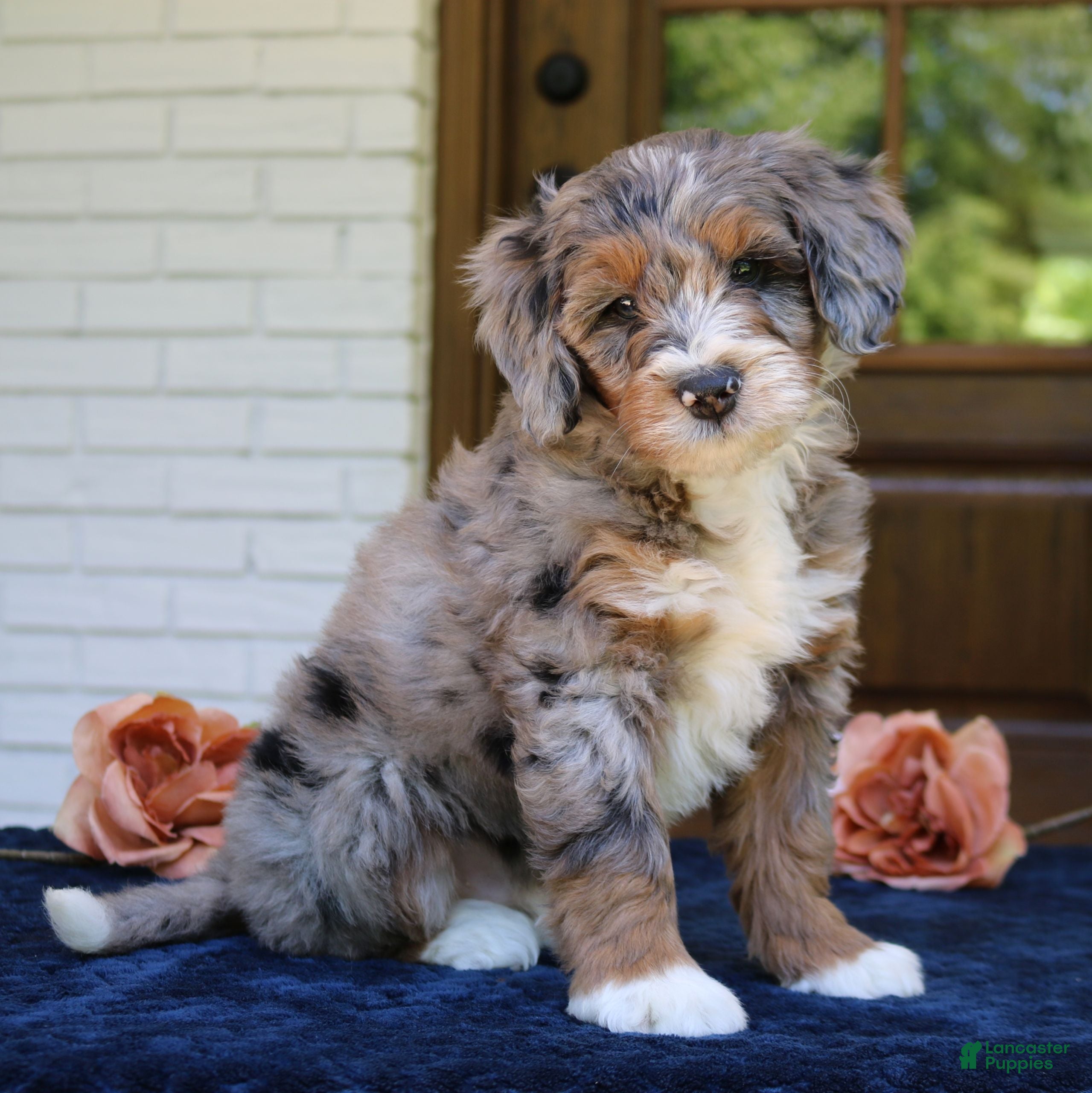 Mini Bernedoodle dogs Millie  - Ad 2