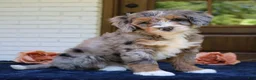 Mini Bernedoodle dogs for sale: Millie  - Ad 2