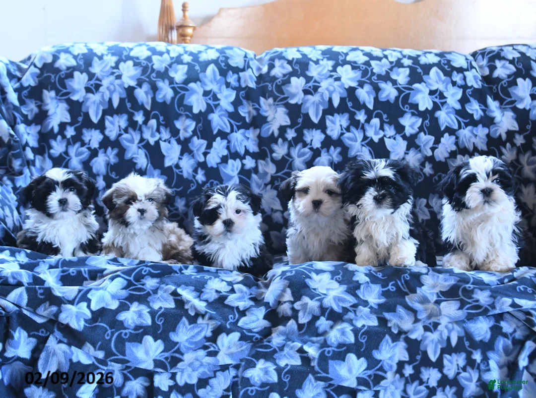 Shih Tzu dogs for sale: Coco - Ad 3