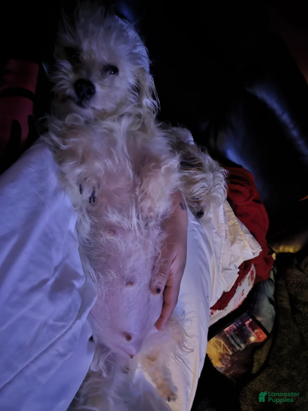 Chipoo dogs for sale:  Puppy 1 - Ad 19