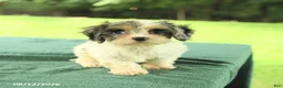 Cavapoo dogs for sale: Miles - Ad 3