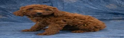 Miniature Poodle dogs for sale: Sabrina - Ad 7