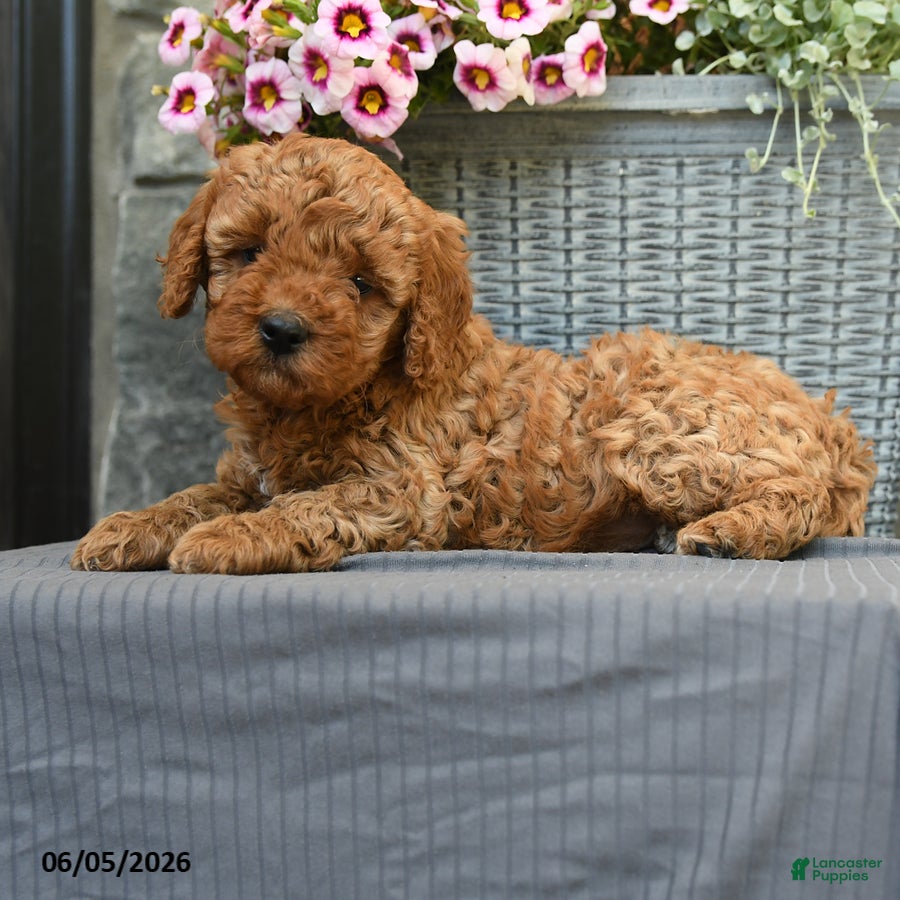 Miniature Poodle dogs Caramel - Ad 2