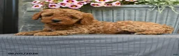 Miniature Poodle dogs for sale: Caramel - Ad 2