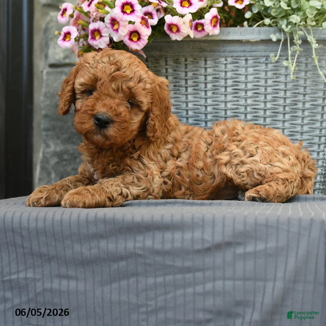 Miniature Poodle dogs for sale: Caramel - Ad 2