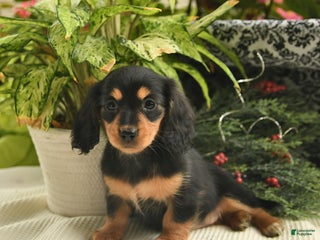 Miniature Dachshund dogs - Ad 28