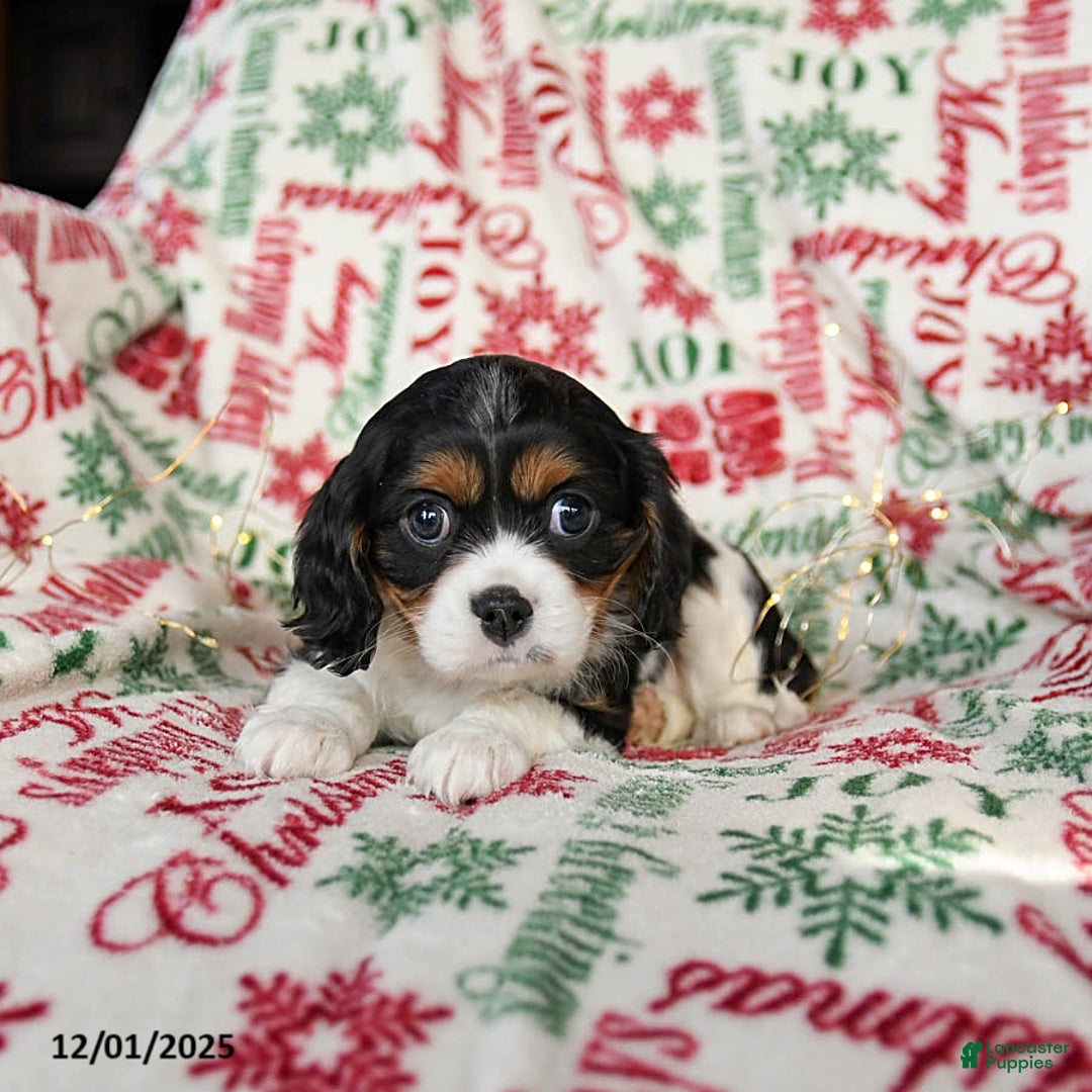Cavalier King Charles Spaniel dogs for sale: Buffy - Ad 1