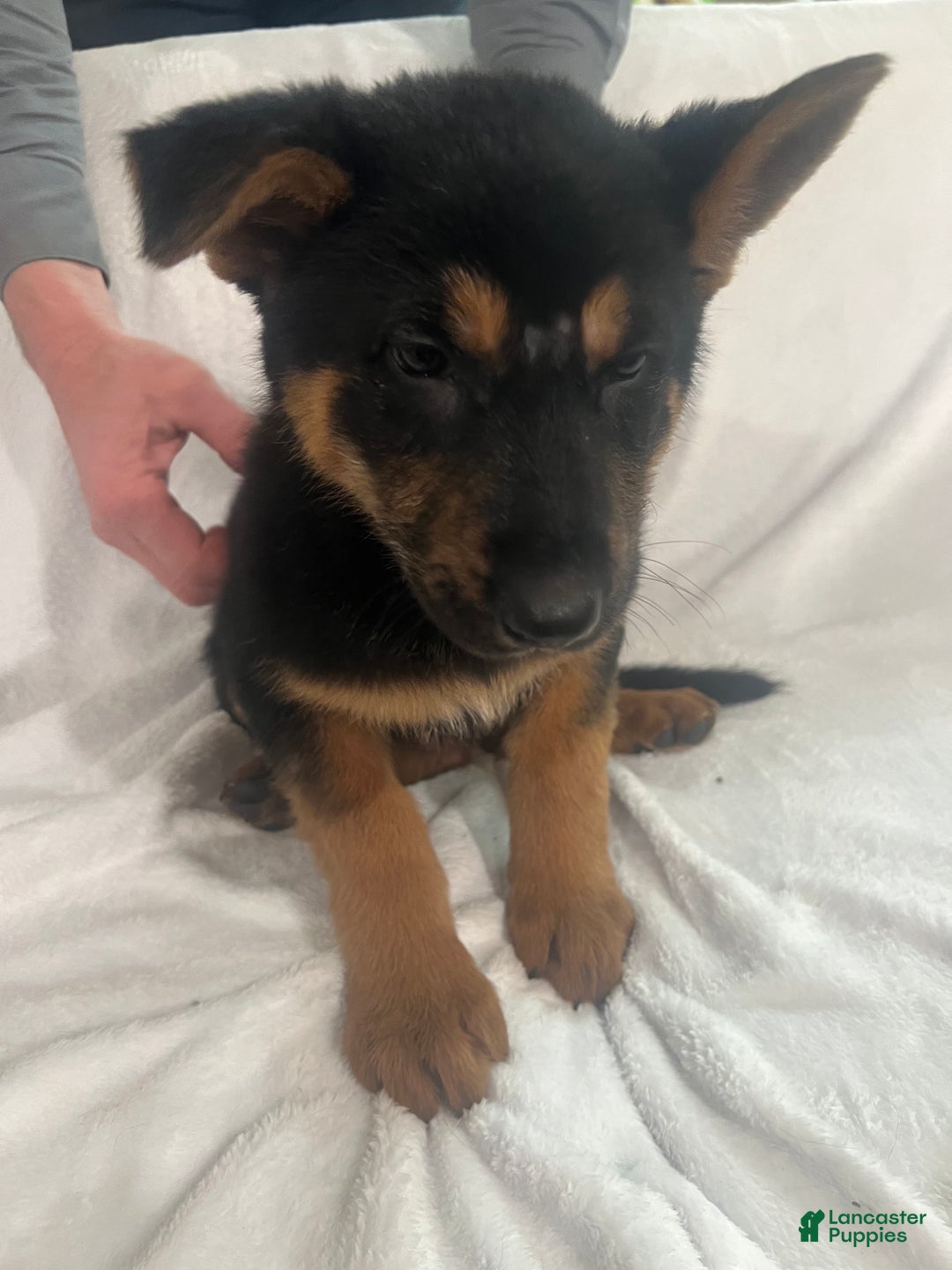German Shepherd dogs for sale: German Shepherd Puppy 3 - Ad 3