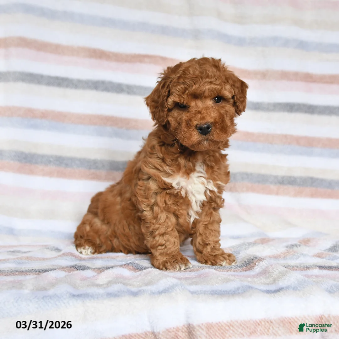 Maltipoo dogs for sale: Arnie - Ad 1